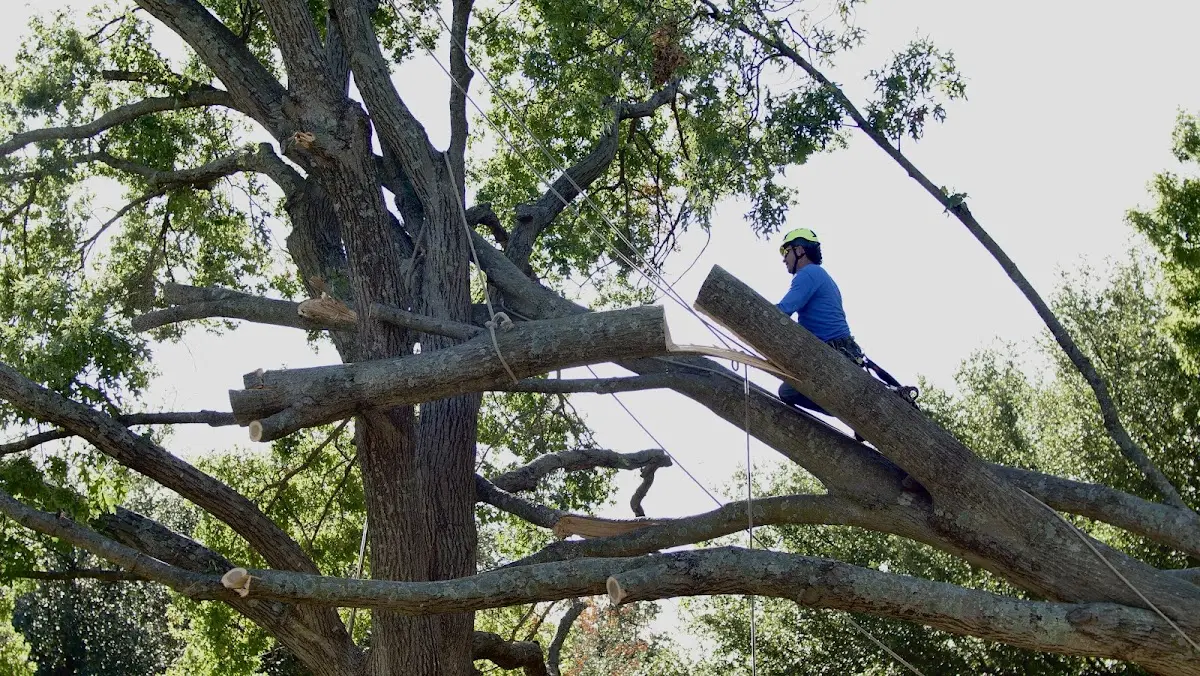 Professional Crown Thinning performed by certified arborists in Saltillo